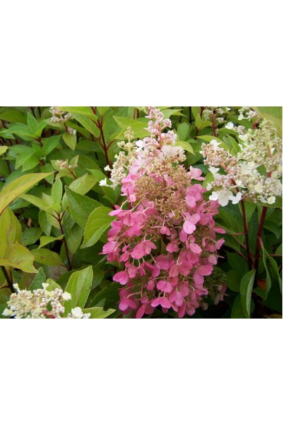 Hydrangea paniculata Candlelight PBR